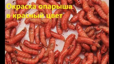 Красные опарыши