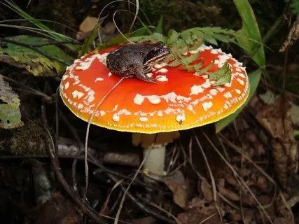 Какие животные едят мухоморы