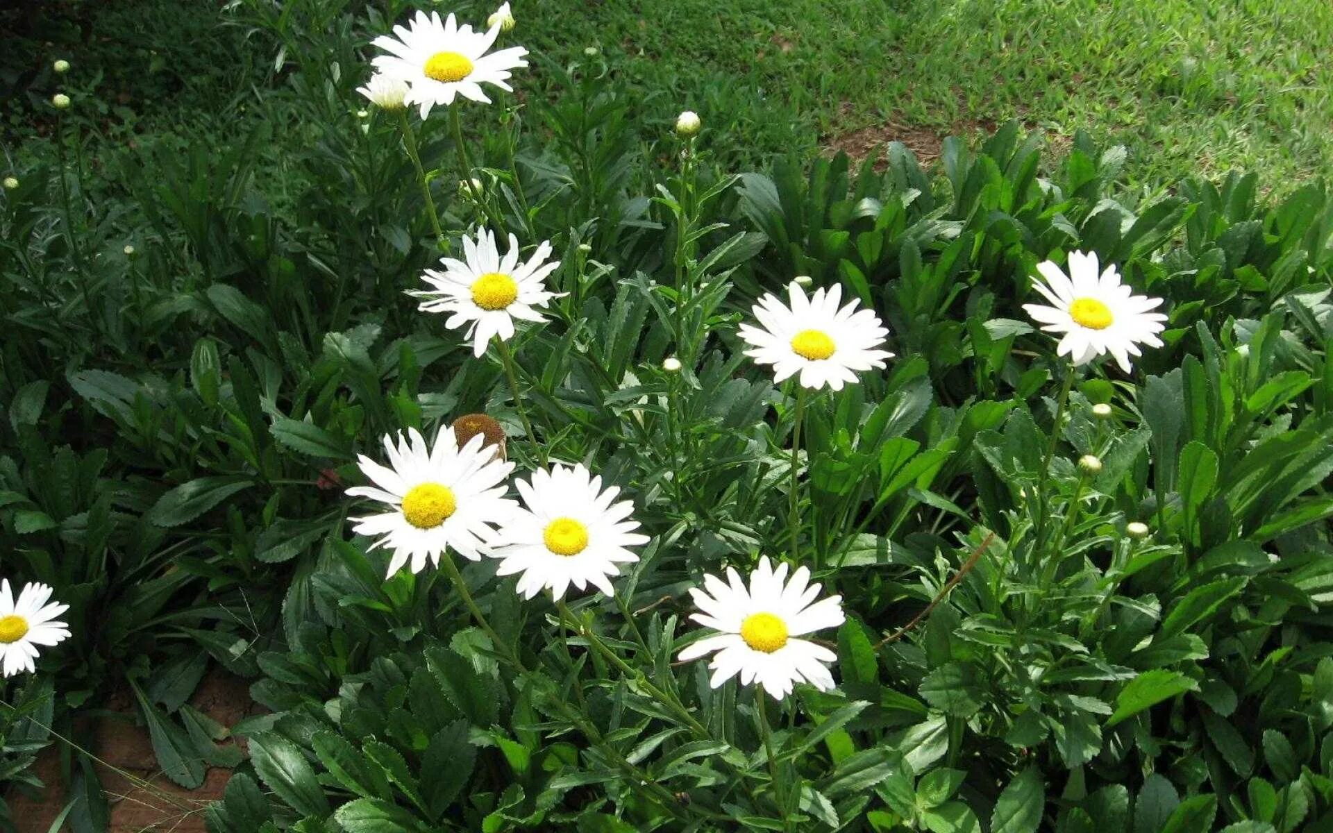 нивяник аляска многолетник. нивяник майфилд гигант. нивяник аляска. леукантемум аляска. нивяник выращивание.