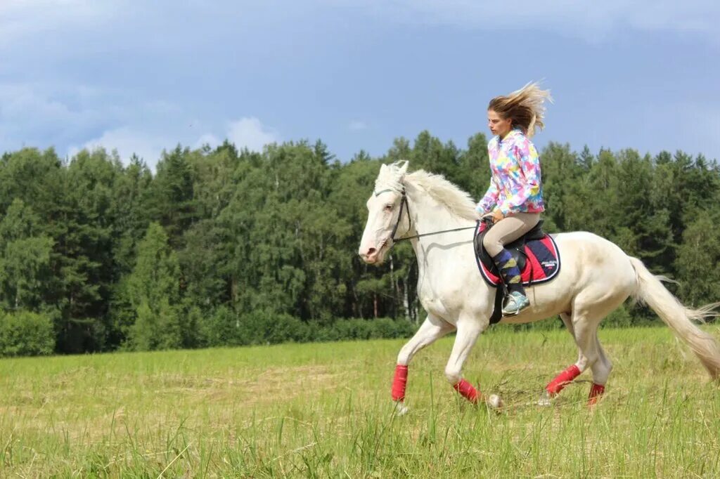 Верховая езда. Занятия конным спортом. Занятия по верховой езде. Московская лошадь.