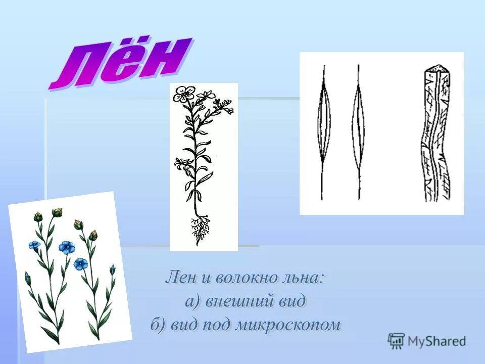 лен долгунец рисунок. лён кудряш растение. лён-долгунец районы выращивания. ). лён растение.