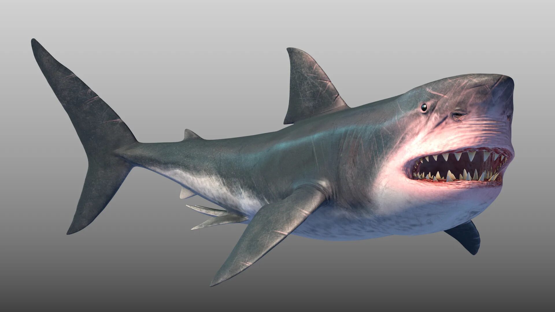 Предок акулы мегалодон. Древние акулы мегалодон. Песчаная акула мегалодон. Мегалодон 3. Мегалодон анатомия.