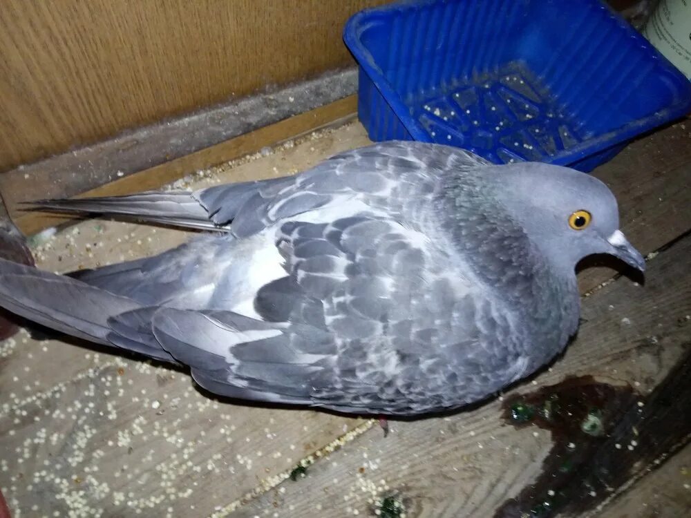 Голуби откровенно. Форум голубей. Форум голубей. Форум голубей. Голуби среднеазиатские бойные.