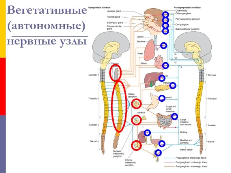 Нервный узел где. Вегетативные ганглии узлы схема. Ганглии вегетативной нервной системы. Вегетативные узлы ВНС. Строение вегетативного нервного узла.