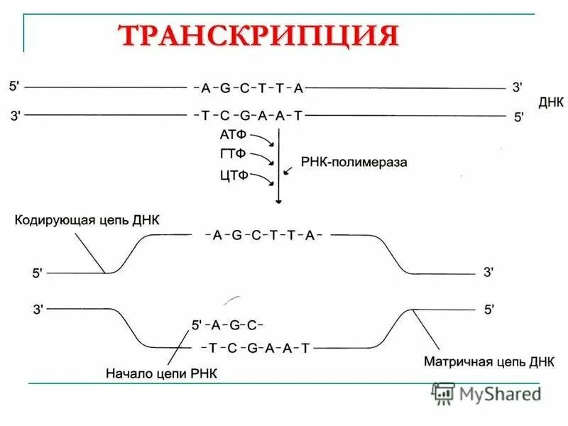 Транскрипция атф