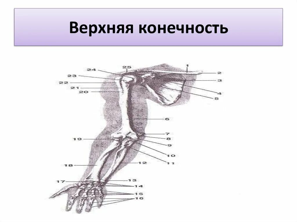 Сравнительно-анатомические доказательства гомологичные органы. Скелет верхней и нижней конечности анатомия. Скелет передней конечности крота. Скелет пояса верхних конечностей и свободная конечность. Верхние конечности хватательного типа.