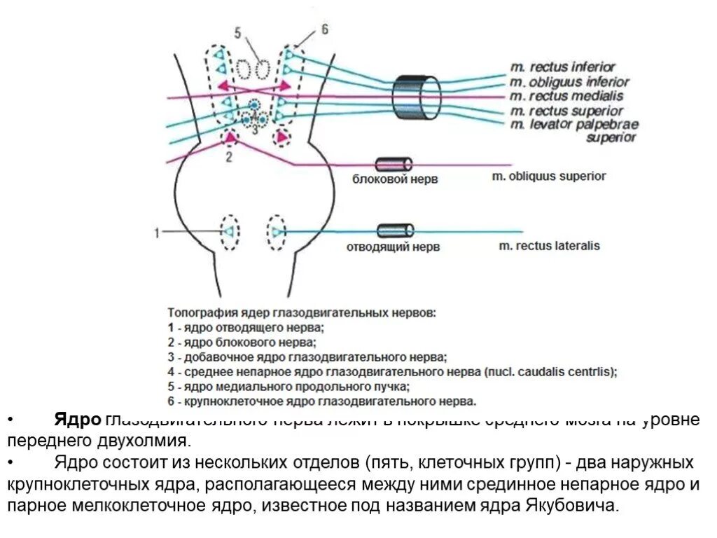 Ядра черепных нервов моста. Схема 3 пары черепных нервов. 3 Пара черепных нервов схема. Путь глазодвигательного нерва схема. Ядра глазодвигательного нерва схема.