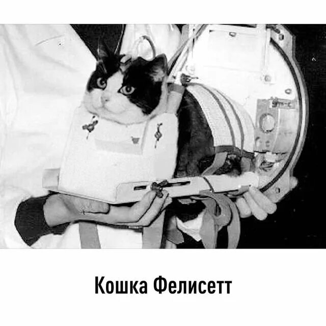 Кошка Фелисетта в космосе. Коты летали в космос. Первый кот в космосе. 1 кошка в космосе