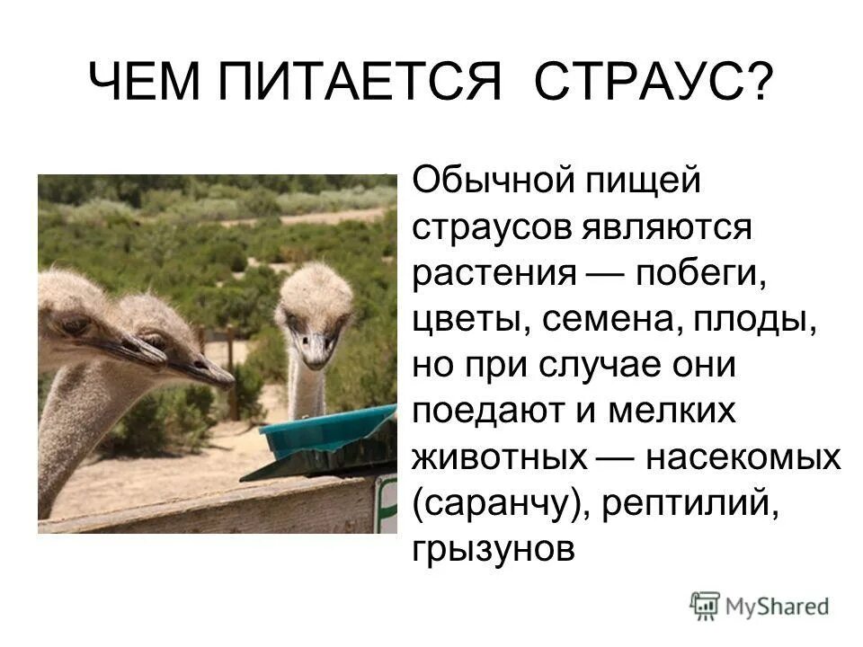 Презентация про страусов. Презентация на тему Страусы. Интересные факты о страусах. Интересные файлы о страусообразфх. Страус согласные звуки