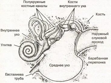 Слух млекопитающих