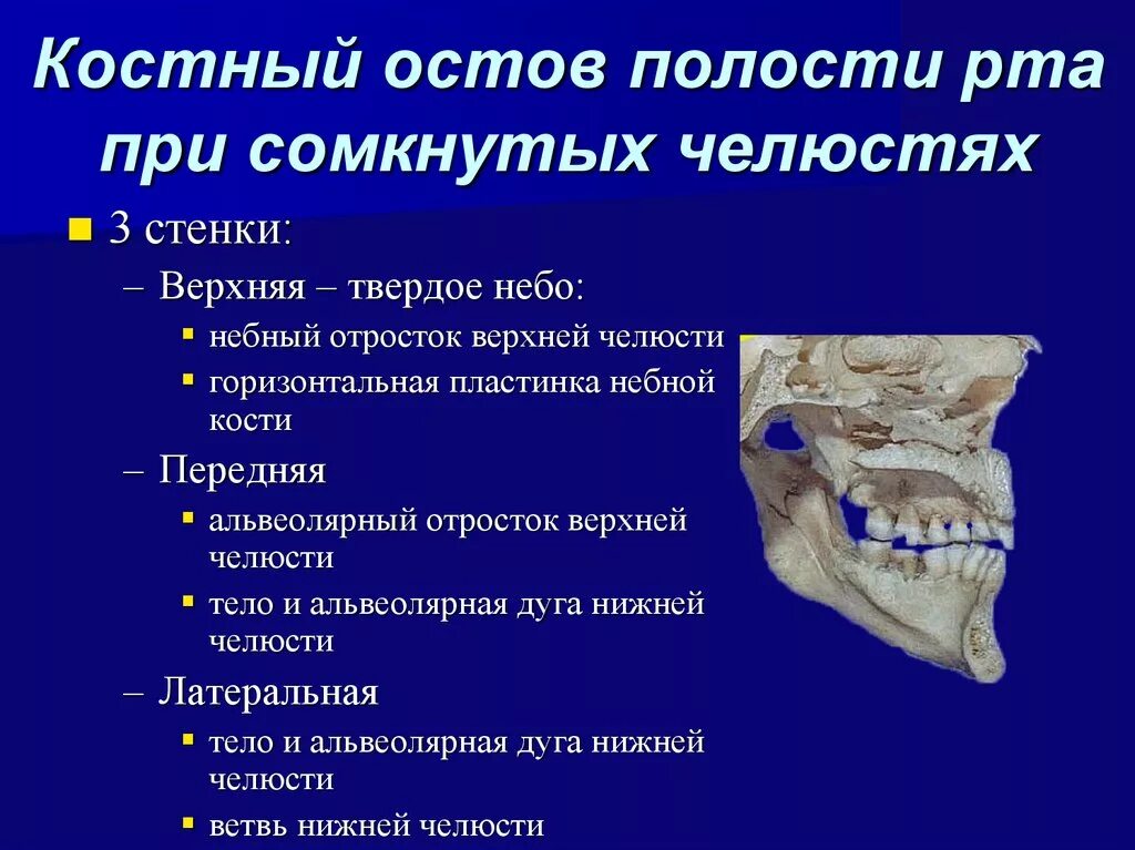 Передняя полость рта. Костный остов ротовой полости. Костные стенки полости рта. Верхняя стенка ротовой полости образована. Ротовую полость образуют кости.