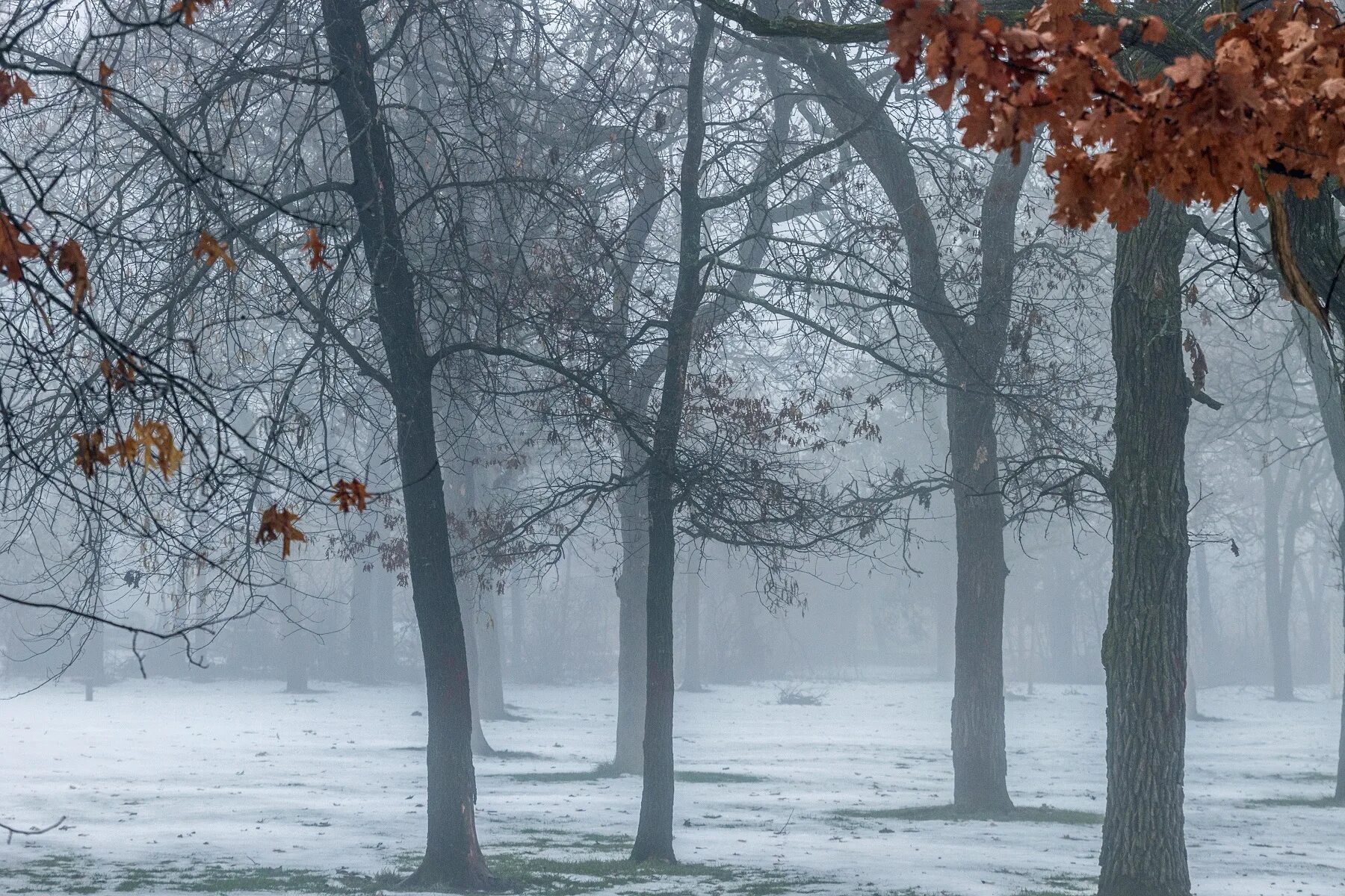 Cold november. Клен заледенелый. Клен опавший. Осень туманы снег. Клен опавший зима.