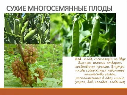Сухие многосемянные растения