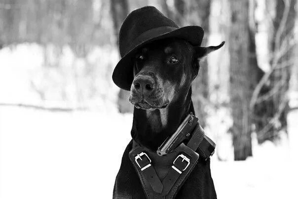 Pin by Shesjustvague on PUPS Scary dogs, Doberman dogs, Doberman pinscher dog