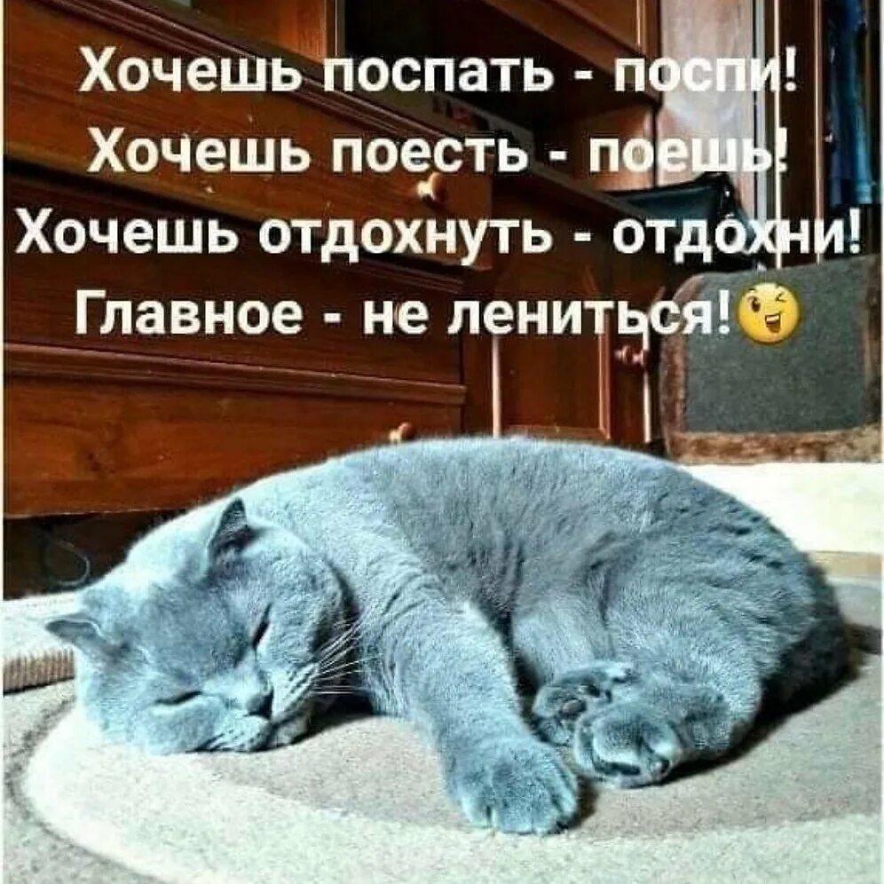 Приколы с котами утро. Открытки с добрым утром с кошками. Хорошо поспать и отдохнуть. Хочешь поспать поспи. Открытка хочу есть