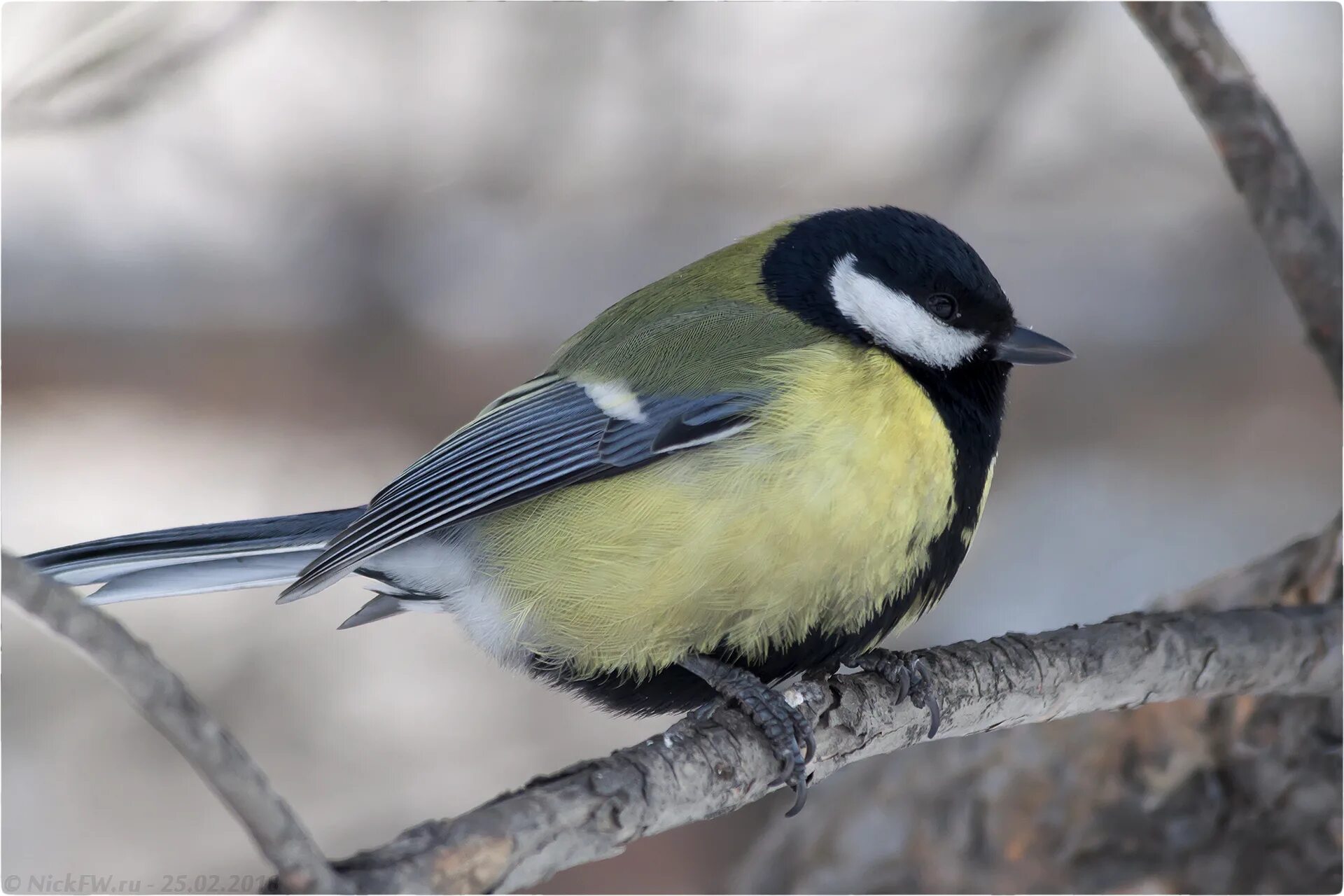похожа на синичку. похож на синицу. похож на синицу. похож на синицу. похож на синицу.