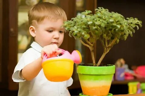 Baby plant