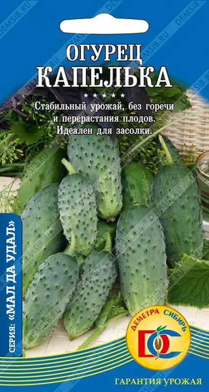 Какой сорт огурца лучше для засолки. Огурец капелька. Семена огурцов капелька. Семена огурцов для открытого грунта для засолки. Черношипые огурцы сорта.