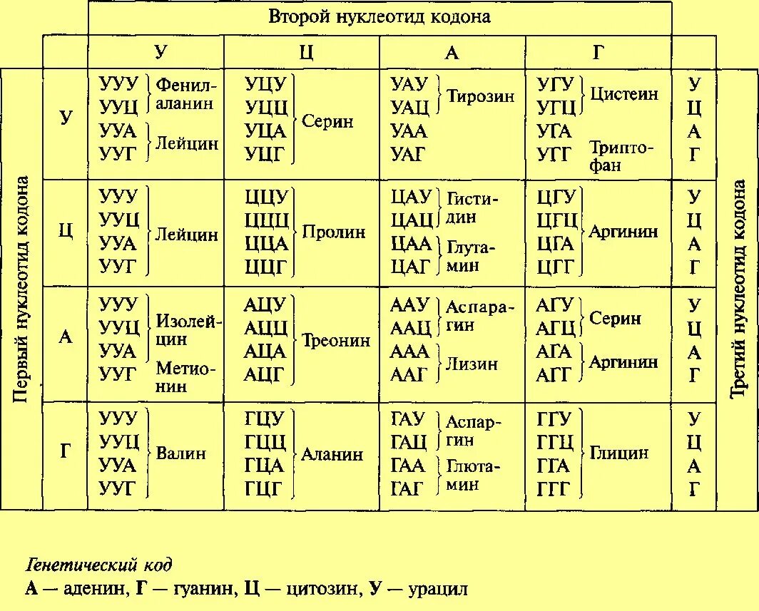 Кодоны т рнк. Таблица генетического кода ИРНК И ДНК. Биология таблица кодонов. Названия аминокислот таблица генетического кода. Таблица генетического кода расшифровка.