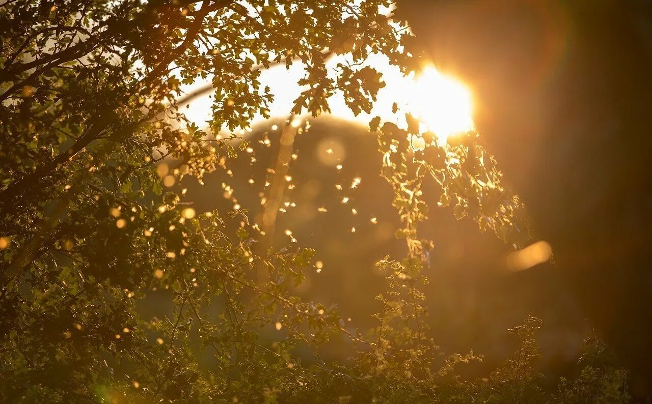 Пылинки в солнечных лучах. Блик солнца. Солнечный блик для фотошопа. Солнечные блики слушать. Волосы в лучах солнца.
