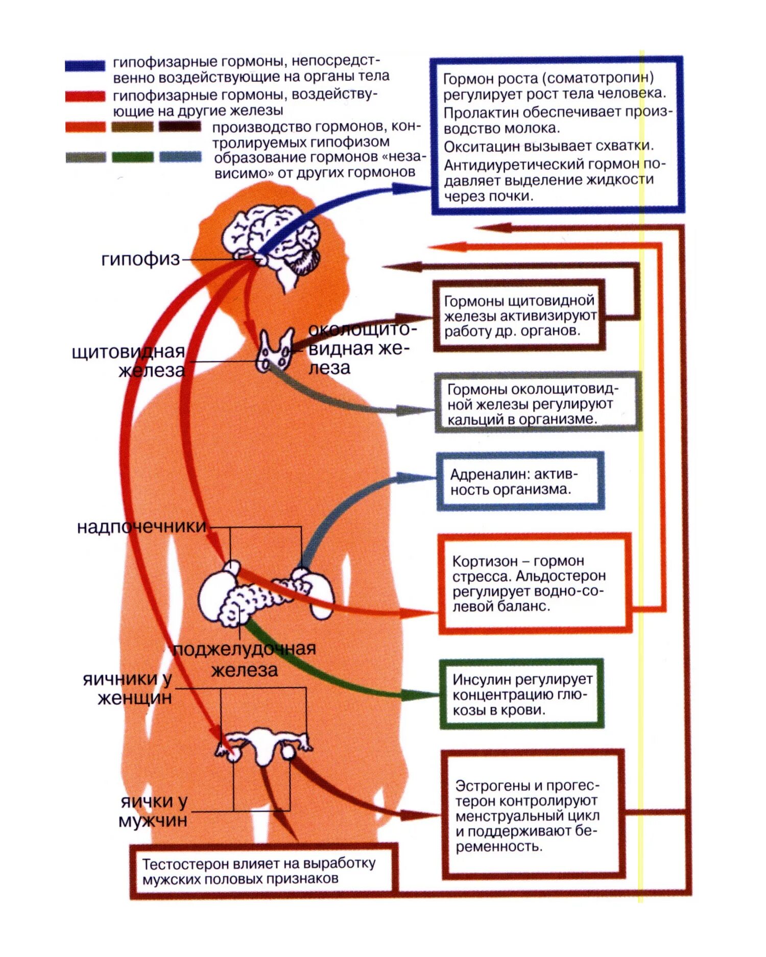 Сколько вырабатывает организм. Орган отвечающий за гормоны. Гормоны человека их физиологические действия. Как выглядят гормоны. Система выработки гормонов.