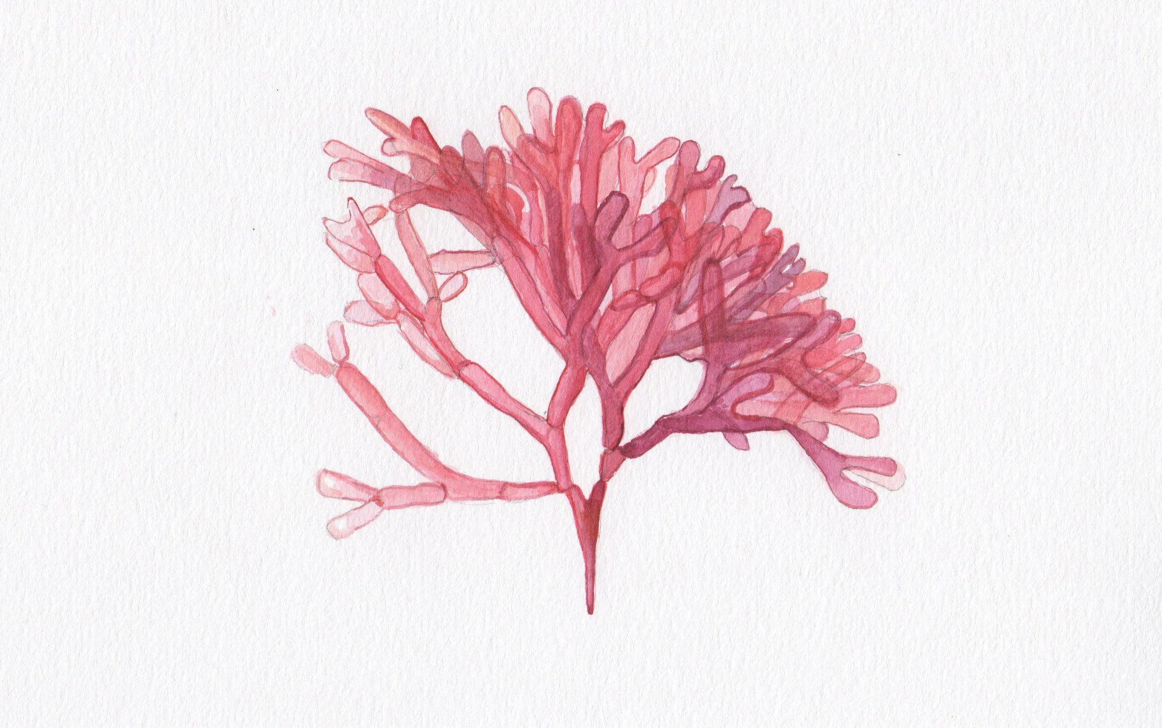 Красные водоросли агар-агар. Кораллы для рисования. Зарисовка водоросли красной. Порфира филлофора. Красные водоросли филлофора.