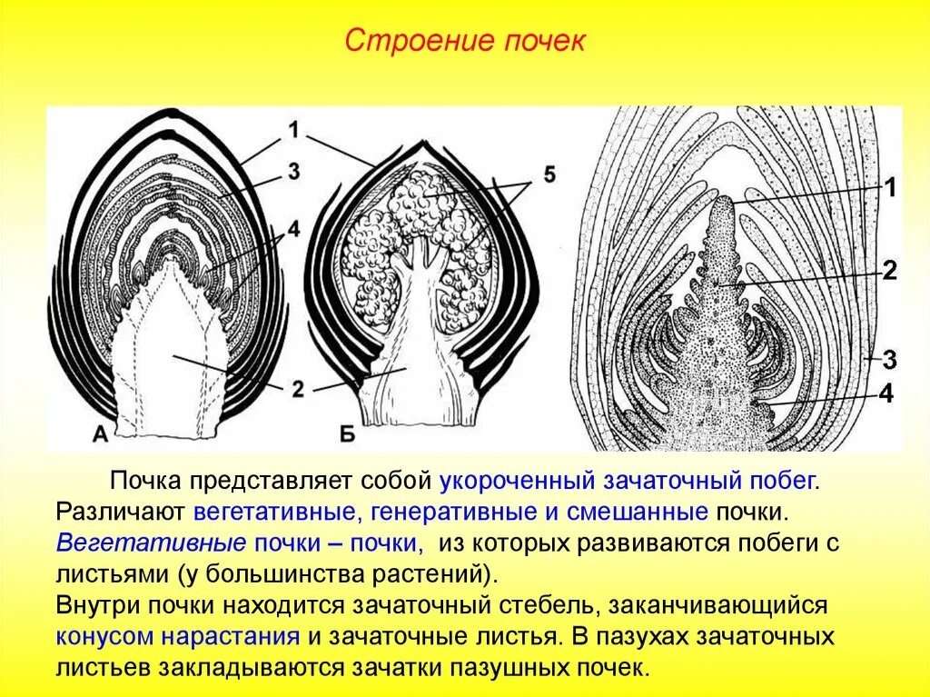 Строение почек растений вегетативная и генеративная. Строение вегетативной и генеративной почек 6 класс биология. Зачаточный стебель у генеративной почки. Строение вегетативной генеративной и смешанной почек.