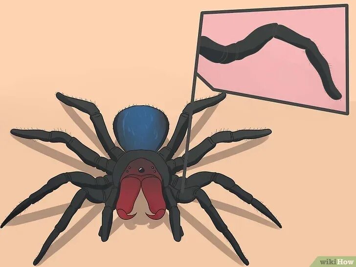 Паук референсы. Паучьи лапы референс. Референсы паука насекомые. Паук референс. Паук референс.