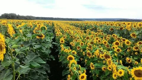 Районы выращивания масличных культур
