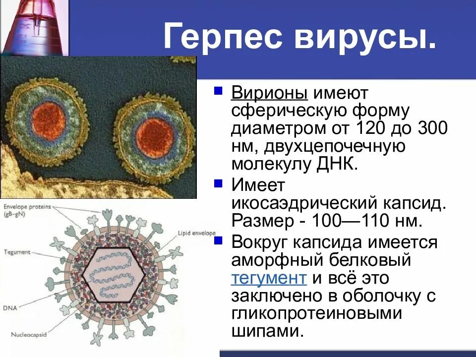 Вирус простого герпеса 1 и 2 типа. Строение вириона герпесвирусов. строение вириона простого герпеса. вирус герпеса строение вириона. герпесвирусы строение вириона.