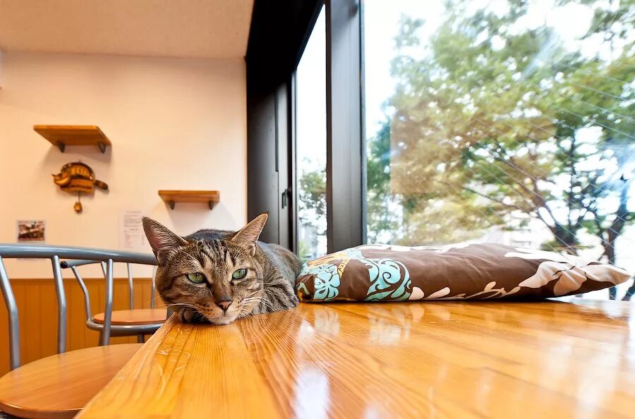 Котик в коробке. Кот прикольный в квартире. Множество кошек в квартире. Дом для котика. Кот в квартире видео.