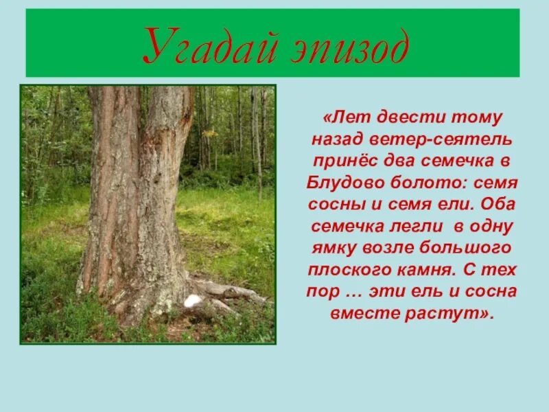 Ель и сосна на блудовом болоте. Лет двести тому назад.сосна и ель. Лет двести тому назад ветер-Сеятель принёс два семечка. Кладовая солнца пришвин сосна и ель. Кладовая солнца ель и сосна рисунок.