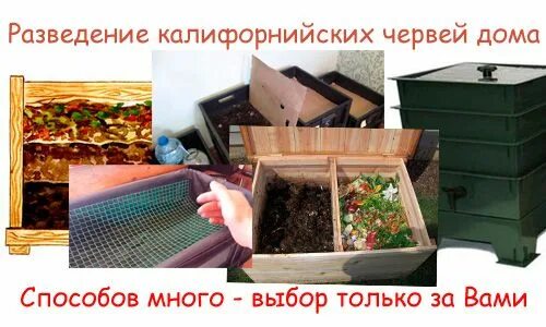 Красный калифорнийский червь. Черви калифорнийский, старатель, дендробена. Красный калифорнийский червь. Биогумус калифорнийские черви. Биогумус дождевых червей.