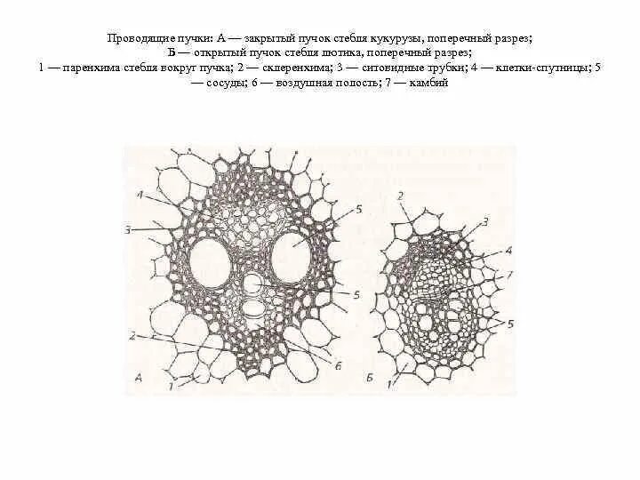 Характеристика проводящего пучка. Сито проводящие пучки.