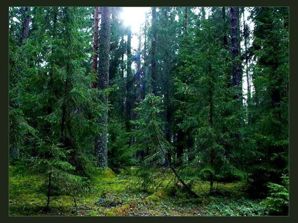 Природные зоны. Сообщества тайги. Пихтово-еловые леса урала. Хвойные леса и широколиственные подмосковья. Кувайская тайга.