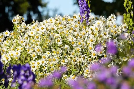 Леукантемелла поздняя Leucanthemella serotina стабильно и эффектно цветущая рома