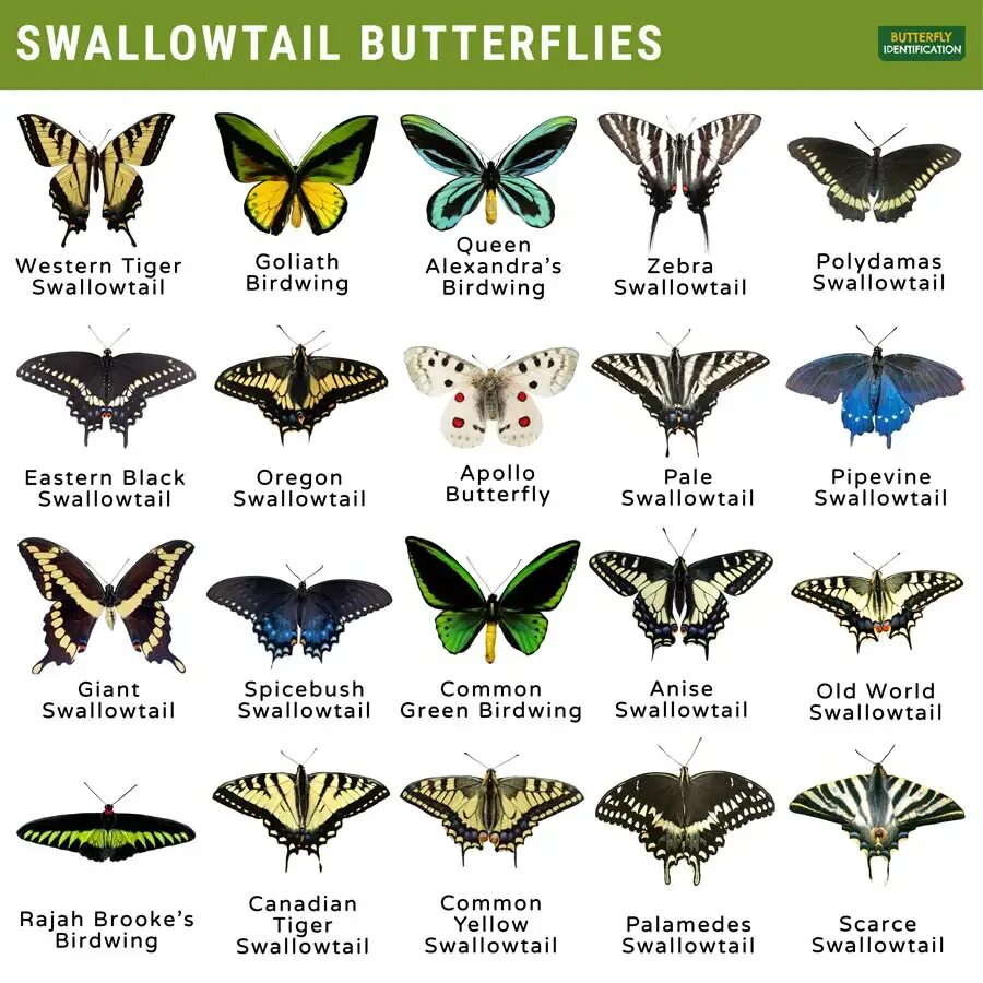 Какие имена бабочек. Название бабочек. Все виды бабочек. Многообразие бабочек. Коллекция бабочек с названиями.
