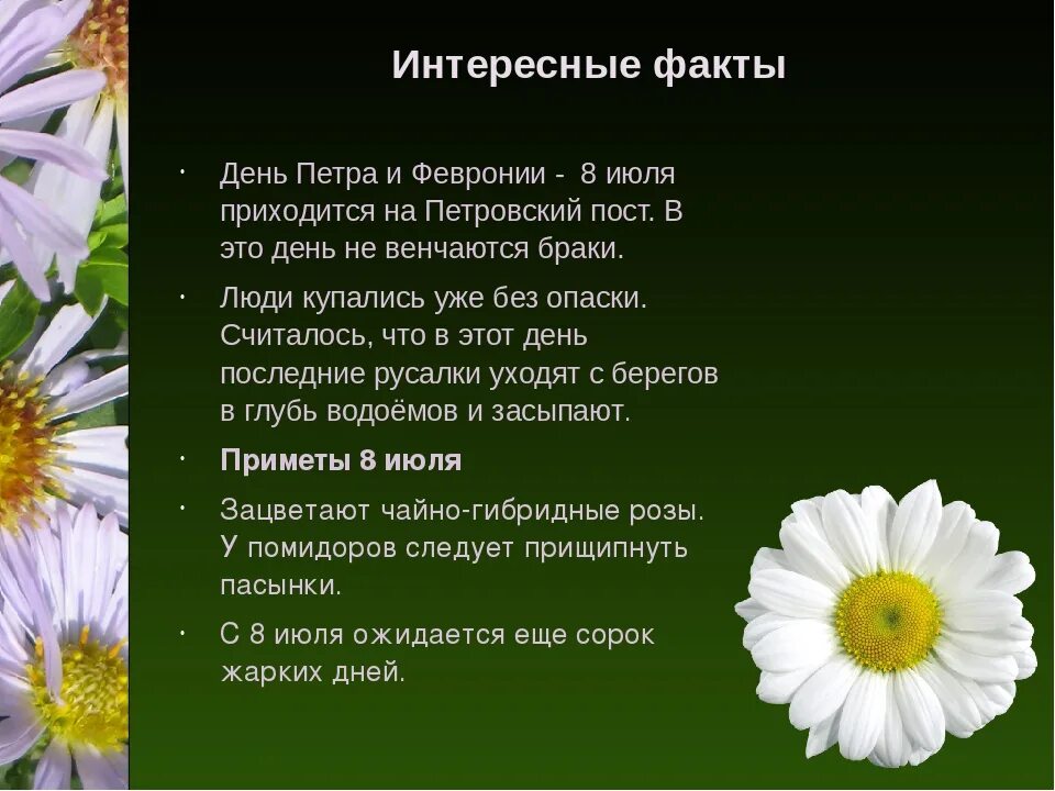 8 июля суть праздника. День Петра и Февронии ромашки. День Петра и Февронии Ромашка символ. Ромашка символ семьи. День семьи Ромашка символ.