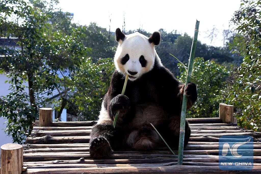 Большая китайская Панда. Китай заповедник чендуй Панда. Заповедник панд в Чэнду. Чэнду Панда парк.