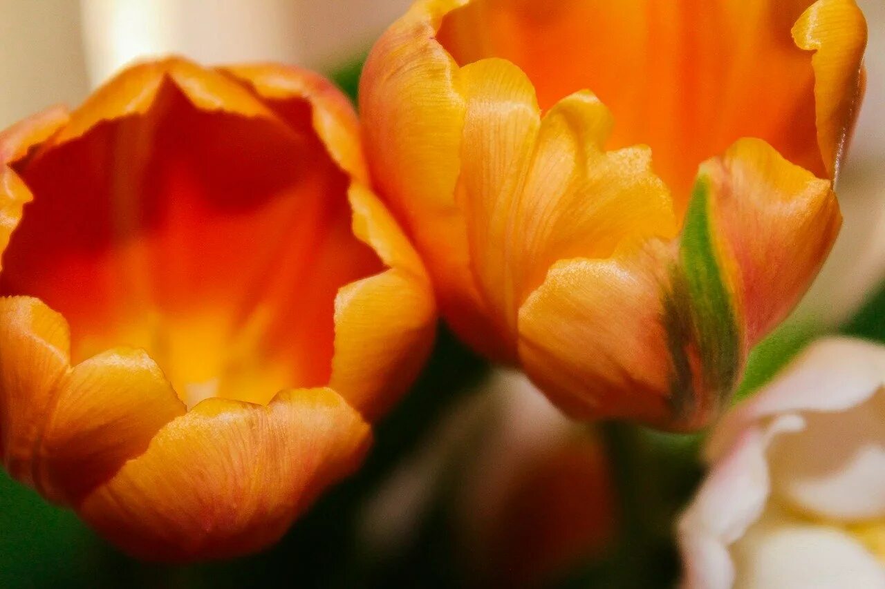Как быстро раскрываются тюльпаны. Тюльпан оранж букет. Оранжевые тюльпаны. Тюльпан Виллем Ван оранж.