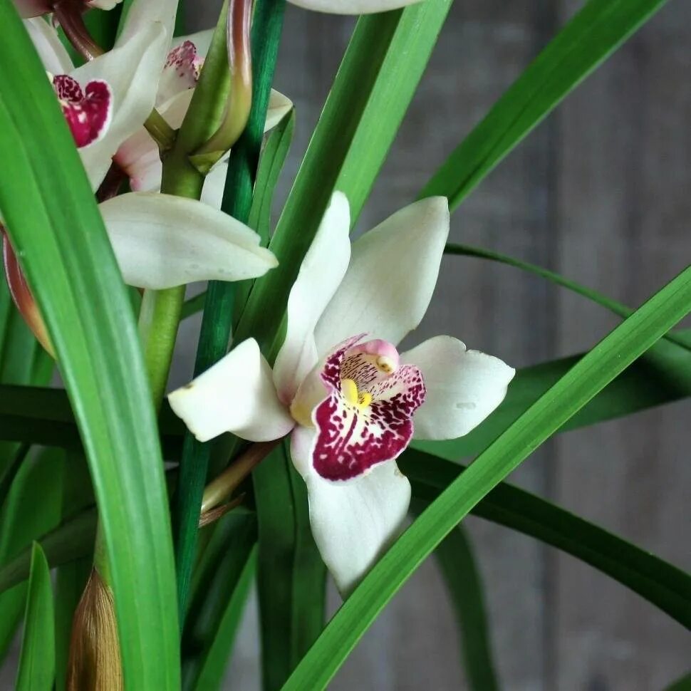Орхидея Цимбидиум. Цимбидиум Сноукастл. Королевский Цимбидиум. Орхидея Цимбидиум белая.