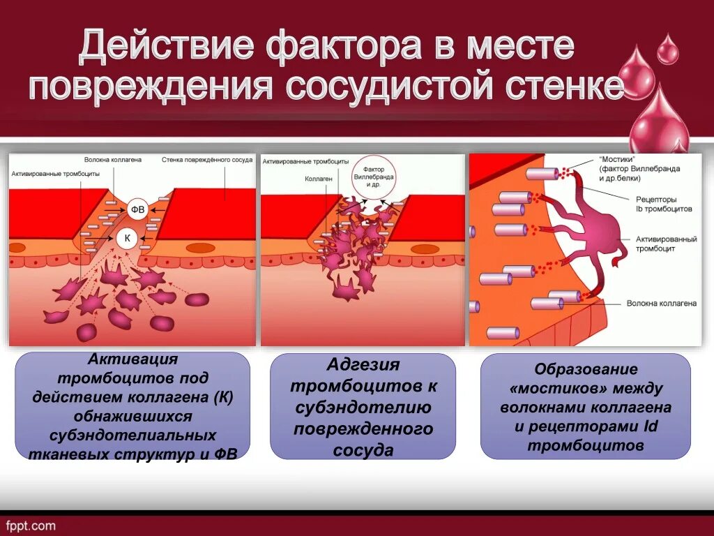 Тромбоцитах делают операцию. Строение эндотелия сосудов. Тромбоцитарные факторы гемостаза. Механизм адгезии тромбоцитов. Факторы способствующие адгезии и агрегации тромбоцитов.