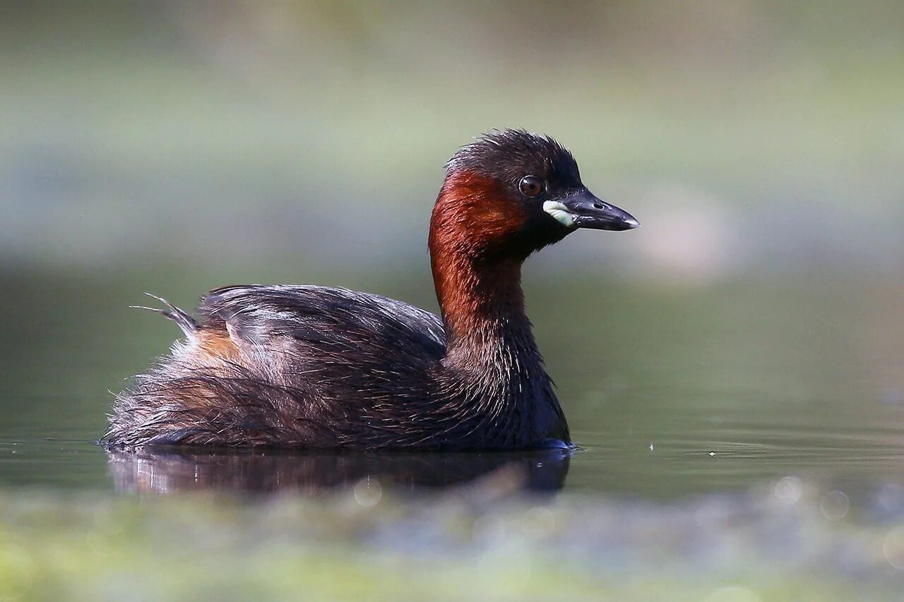 Поганка малая (Podiceps ruficollis). Малая поганка Tachybaptus ruficollis little Grebe. Малая поганка Podiceps ruficollis (Pallas, 1764). Западноамериканская поганка. Маленькая поганка