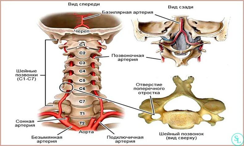 Тело позвонка шейного. Строение позвонка шейного отдела. Строение шейного позвонка человека анатомия. Анатомия позвоночной артерии в шейном отделе.