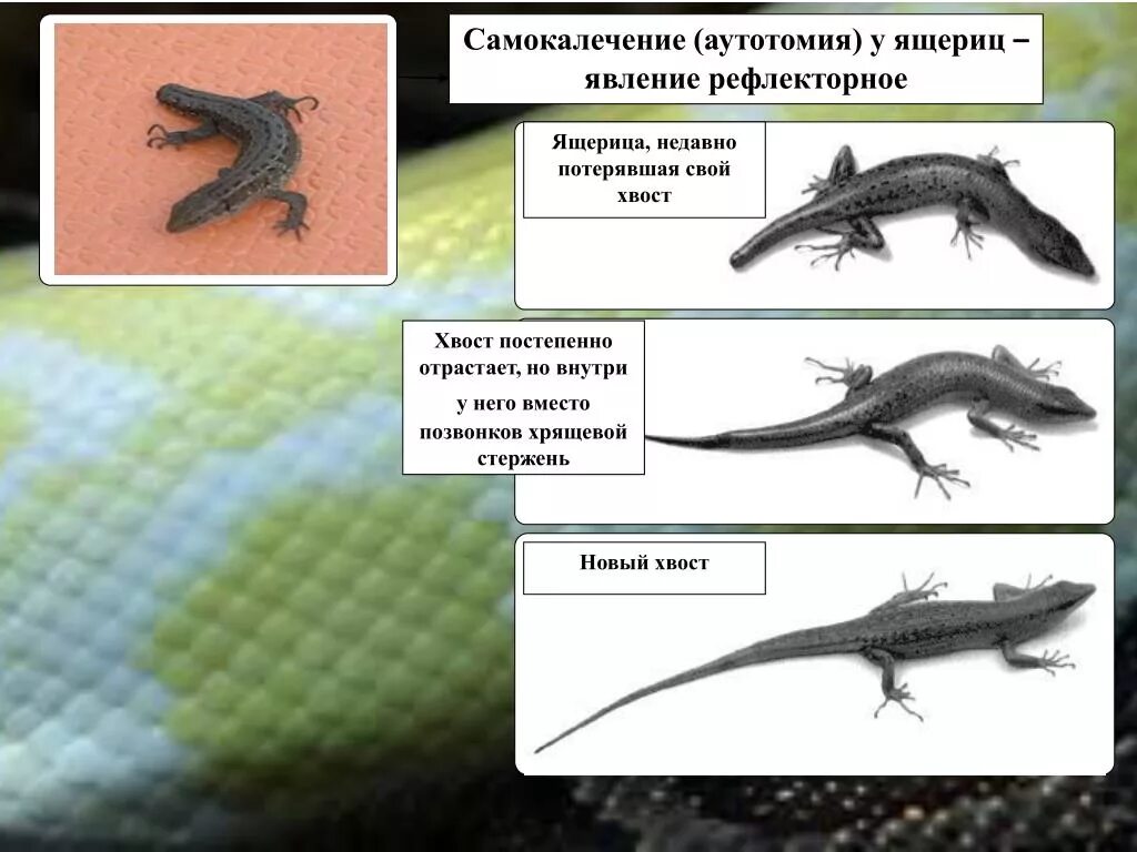 Прыткая ящерица отбрасывает хвост. Регенерация хвоста у ящерицы. У ящерицы отрастает хвост. Отрастание хвоста ящерицы.