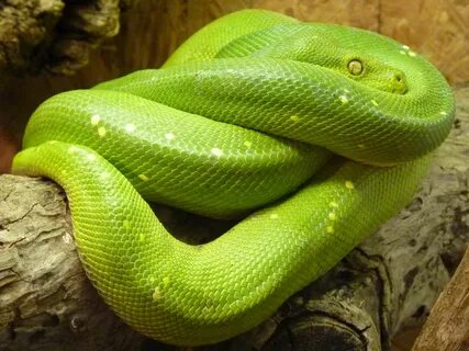 C snake