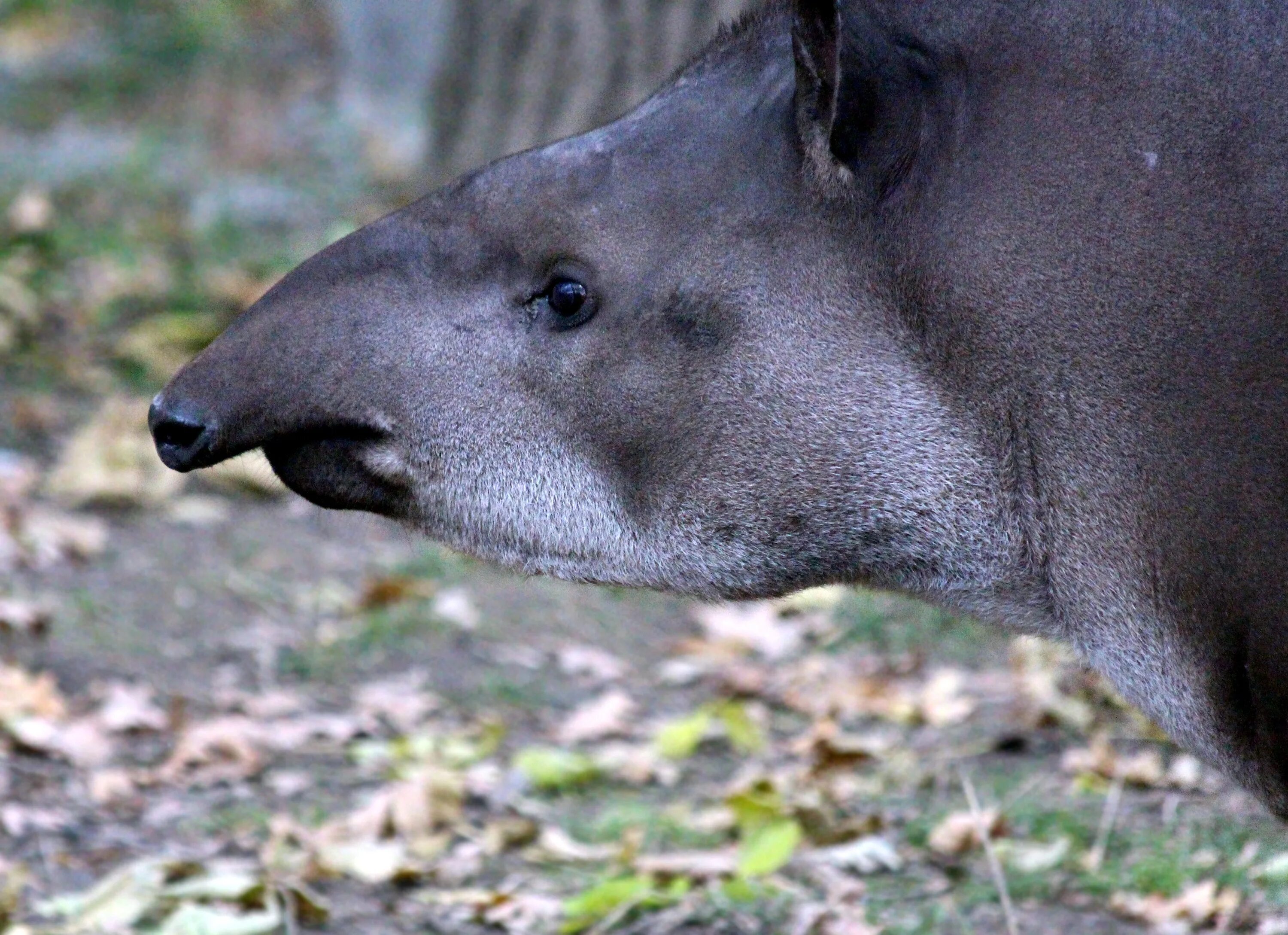 Название крупного млекопитающего. Белобрюхий тапир. Tapirus terrestris. Непарнокопытные тапиры. Тапир в Московском зоопарке.