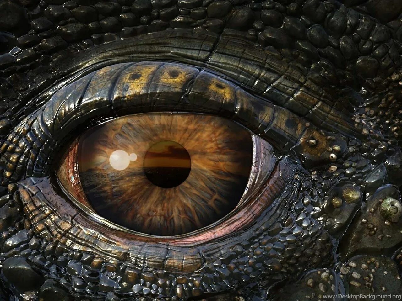 Dragon eye перевод. Морские динозавры 3d: путешествие в доисторический мир. Глаза дракона (Dragon Eyes). Глаз дракона Смауг.