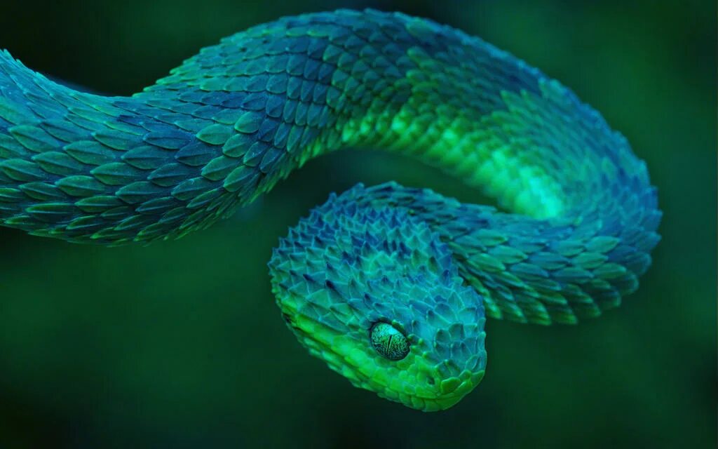 I m snake. Голубая куфия гадюка. Зеленая куфия змея. Кустарниковая гадюка (Atheris. Комодская древесная гадюка голубая куфия.