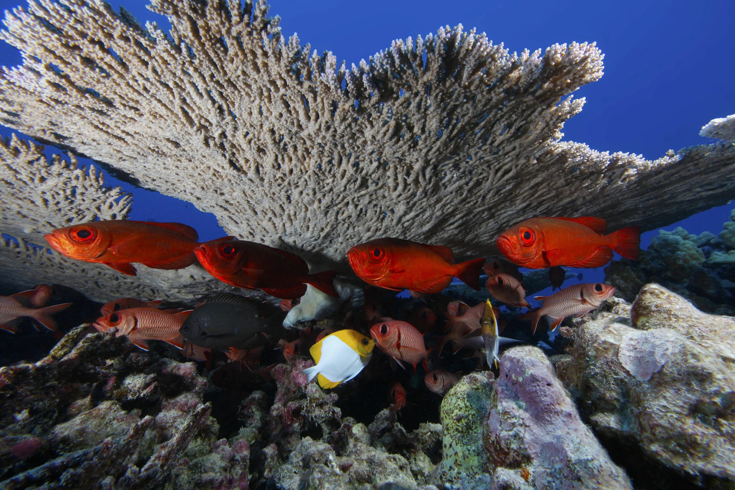 Рыбка коралловых рифов. Papahanaumokuakea Marine National Monument. Коралловые рифы Гавайи. Морской заповедник Папаханаумокуакеа США жители. Морской заповедник Чагос.